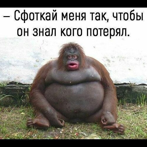 Горилла с красной попой