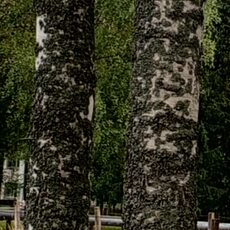 Фотография девушки Привет, 44 года из г. Кириши