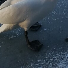 Фотография девушки Алла, 60 лет из г. Любань