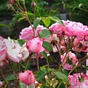 Тереза, 33 года