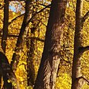 Диана, 38 лет