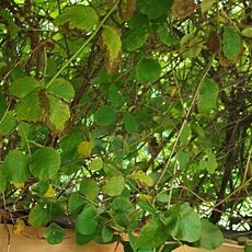 Фотография девушки Наталья, 46 лет из г. Березники