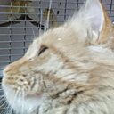 Динёк, 43 года