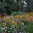 Елена, 68 лет