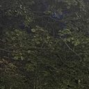 Елена, 54 года