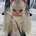Максим, 41 год