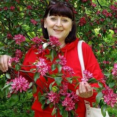 Фотография девушки Елена, 64 года из г. Санкт-Петербург